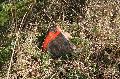IMG_7170_.jpg
